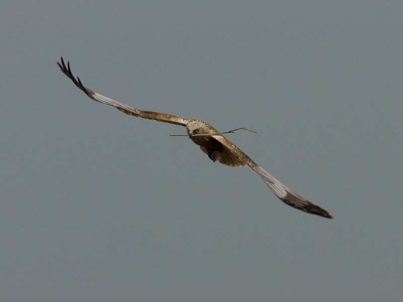 Circus aeruginosus Bruine Kiekendief Marsh Harrier